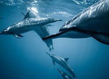 获取必应每日壁纸PHP代码